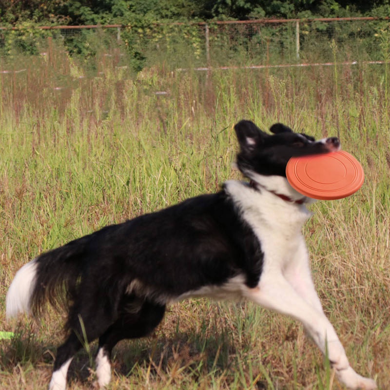 จานร่อนยางนิ่มสำหรับสุนัข ทนทา - Flying Disc Dog Training Toy บทวิจารณ์และราคา