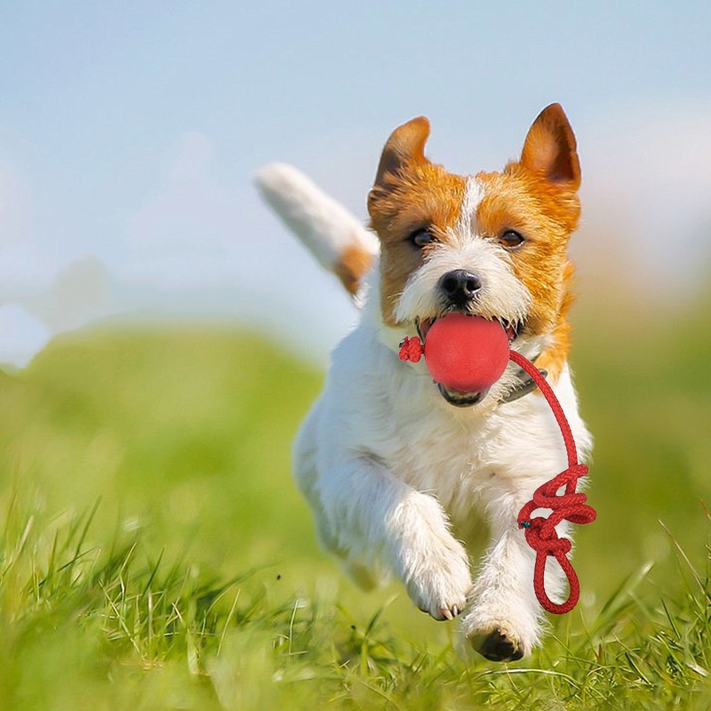 ลูกบอลสำหรับสุนัขที่ทนทานเป็นพ - Indestructible Dog Chew Toy บทวิจารณ์และราคา
